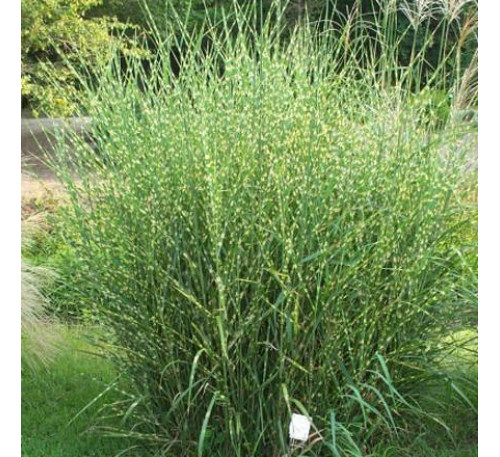 Міскантус китайський "Зебринус" (MISCANTHUS sinensis 'Sebrinus' )